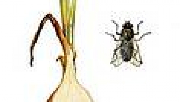 Hagymalegyek csapdázása