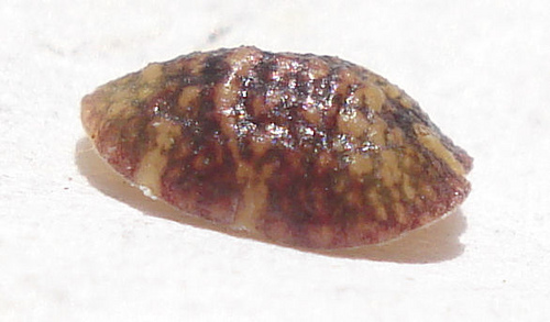 Levéltetvek, pajzstetvek elleni védekezés