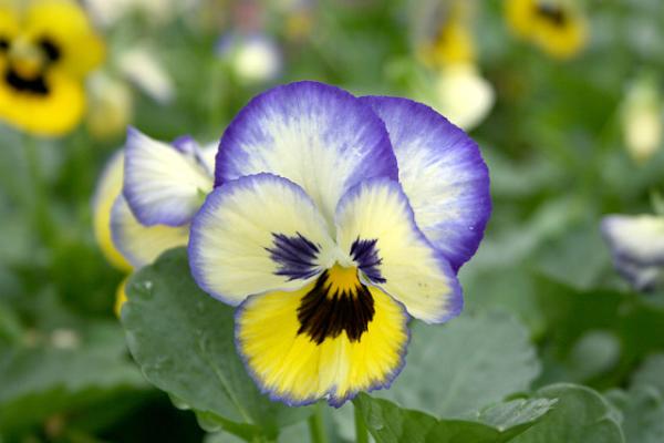  Árvácska (Viola x wittrockiana)